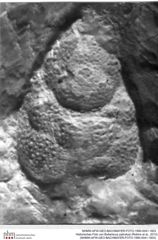 Historisches Foto von Bullariscus patruliusi (Robins et al., 2013) (NHMW-AFW-GEO-BACHMAYER-FOTO-1990-0041-1603)